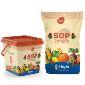 SOP